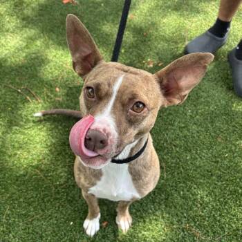 Terrier and Mixed Breed Dogs Available for Adoption in Loxahatchee Groves, Florida - Evie 0317 | PetCurious