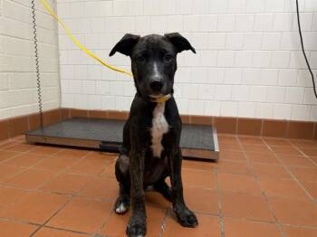 REEF -  Pit Bull Terrier and Mixed Breed Dog for Adoption in Camarillo, California - REEF | PetCurious
