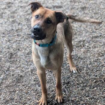Alvin -  Mixed Breed Dog for Adoption in West Olive, Michigan - Alvin | PetCurious