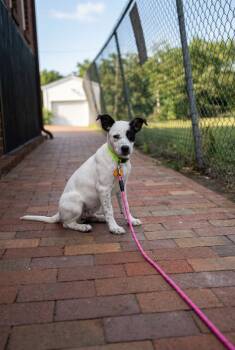 BEA -  Retriever Dog for Adoption in Broomfield, Colorado - BEA | PetCurious