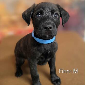 Finn -  Retriever and Mixed Breed Dog for Adoption in Griswold, Connecticut - Finn | PetCurious