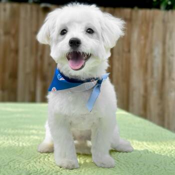 Maltese Dogs Available for Adoption in Miromar Lakes, Florida - Mateo | PetCurious