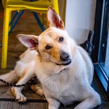 Valentina -  Mixed Breed Dog for Adoption in Houston, Texas - Valentina | PetCurious