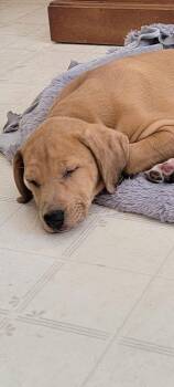 Catahoula Leopard Dog Dogs Available for Adoption - Pilsner | PetCurious