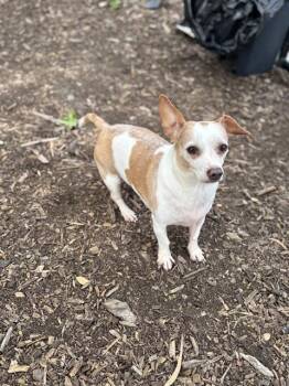 CHURRO -  Chihuahua Dog for Adoption in Fremont, California - CHURRO | PetCurious