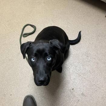 June Bug -  Mixed Breed Dog for Adoption in Chattanooga, Tennessee - June Bug | PetCurious