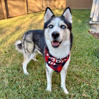 Rescue Husky Dogs for Adoption in Houston, Texas - Casper | PetCurious