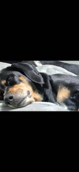 Mixed Breed Dogs Available for Adoption in Rutherfordton, North Carolina - Lucy (Courtesy Post) | PetCurious