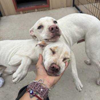 Pit Bull Terrier and Mixed Breed Dogs Available for Adoption in Parker, Colorado - 639 (2026) Athena | PetCurious