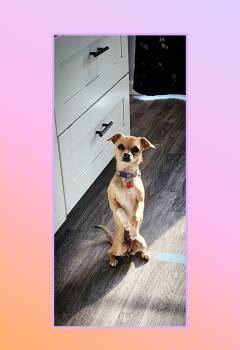 Chihuahua and Pug Dogs Available for Adoption in Lake Geneva, Wisconsin - Twinkle 5 Pounds | PetCurious