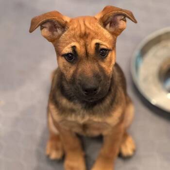Mixed Breed Dogs Available for Adoption in Rockville, Maryland - Fry | PetCurious