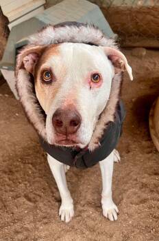 Greyhound Dogs Available for Adoption in Ventura, California - Little Dude | PetCurious