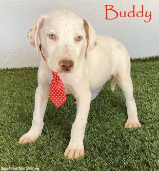 Buddy -  Labrador Retriever and English Pointer Dog for Adoption in San Diego, California - Buddy | PetCurious