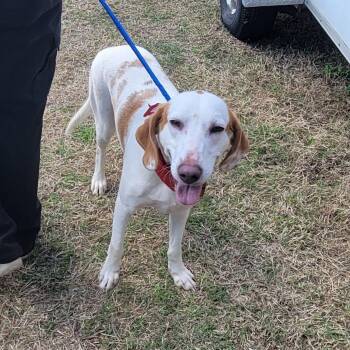 Bonnie -  Mixed Breed Dog for Adoption in Lake Panasoffkee, Florida - Bonnie | PetCurious