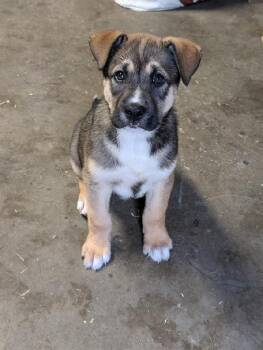 Husky and Shepherd Dogs Available for Adoption in Aurora, Illinois - Sammy | PetCurious