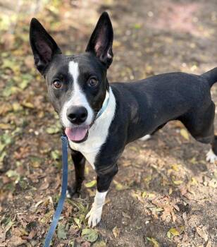 Rescue Mixed Breed Dogs for Adoption in Lindenhurst, New York - Matilda | PetCurious