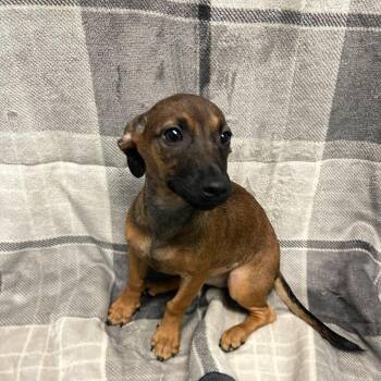 Bubbles -  Chihuahua Dog for Adoption in Fresno, California - Bubbles | PetCurious