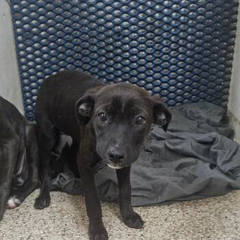 Jill -  Mixed Breed Dog for Adoption in Donalsonville, Georgia - Jill | PetCurious