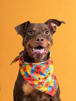 Pete -  Pit Bull Terrier and Mixed Breed Dog for Adoption in Atlanta, Georgia - Pete | PetCurious
