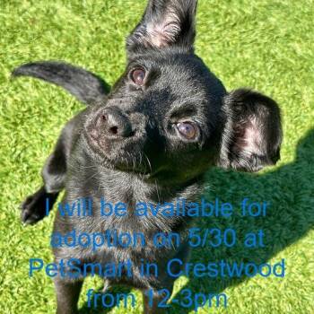 Mixed Breed Dogs Available for Adoption in Matteson, Illinois - Hamster | PetCurious
