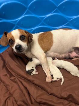 Moo Moo -  Beagle and Shih Tzu Dog for Adoption in Mineral, Virginia - Moo Moo | PetCurious