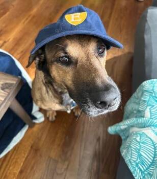 Erica -  Mixed Breed Dog for Adoption in Chamblee, Georgia - Erica | PetCurious