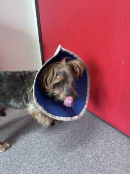 Mixed Breed Dogs Available for Adoption in West Chester, Pennsylvania - Stevie | PetCurious