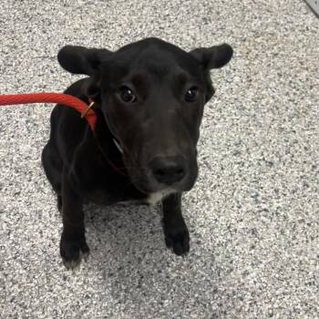 Terrier Dogs Available for Adoption in Birmingham, Alabama - Eileen | PetCurious