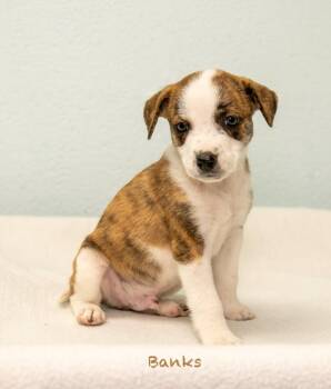 Banks -  Hound Dog for Adoption in Manchester, Connecticut - Banks | PetCurious