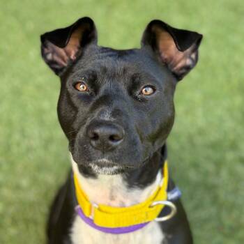 Rescue Mixed Breed Dogs for Adoption in Asheville, North Carolina - Blizzard | PetCurious