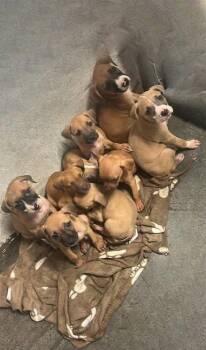 Charis -  Boxer Dog for Adoption in Newport, Kentucky - Charis | PetCurious