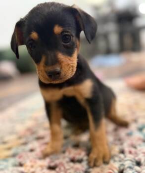 Norfolk Terrier Dogs Available for Adoption in Calera, Alabama - Sunny | PetCurious