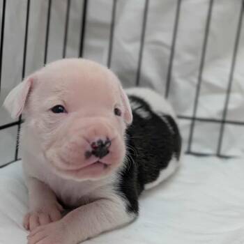 Boxer Dogs Available for Adoption - Bean | PetCurious