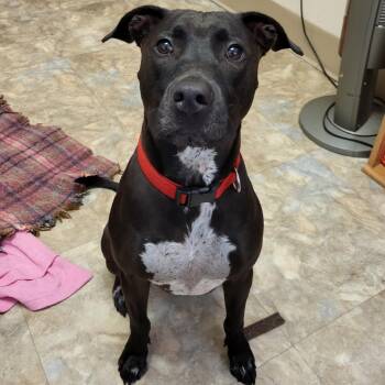 Mixed Breed Dogs Available for Adoption in Lake Panasoffkee, Florida - Dixie | PetCurious