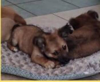 Cashew -  Mixed Breed Dog for Adoption in Mesa, Arizona - Cashew | PetCurious