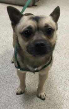 Chihuahua Dogs Available for Adoption - LIGHTNING | PetCurious