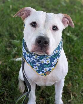 Alex Morgan -  Pit Bull Terrier Dog for Adoption in Buffalo, New York - Alex Morgan | PetCurious