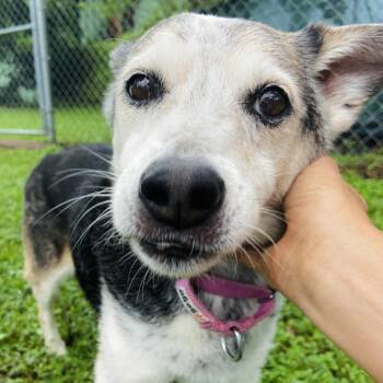 Rescue Cattle Dog and Beagle Dogs for Adoption in Sarasota, Florida - Lily | PetCurious