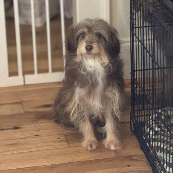 Sidney -  Australian Shepherd and Poodle Dog for Adoption in Huntsville, Alabama - Sidney | PetCurious