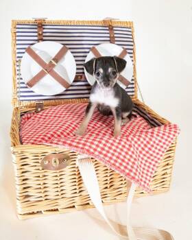 Chihuahua and Mixed Breed Dogs Available for Adoption in Coachella, California - Morgan | PetCurious