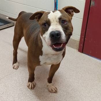 Rescue Pit Bull Terrier Dogs for Adoption in Ardmore, Oklahoma - Mr. Chocolate | PetCurious