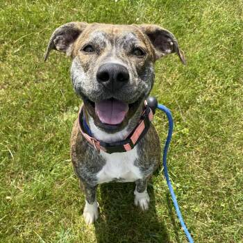 Roxy -  Pit Bull Terrier Dog for Adoption in Allegan, Michigan - Roxy | PetCurious