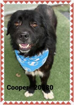 COOPER -  Labrador Retriever and Mastiff Dog for Adoption in Marietta, Georgia - COOPER | PetCurious