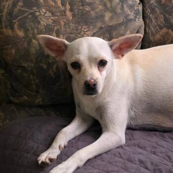Harmony -  Chihuahua Dog for Adoption in Goltry, Oklahoma - Harmony | PetCurious