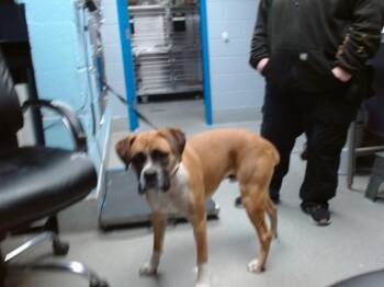 Boxer and Mixed Breed Dogs Available for Adoption - MILO | PetCurious