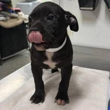 Mixed Breed Dogs Available for Adoption in Fredericksburg, Virginia - Mozani | PetCurious