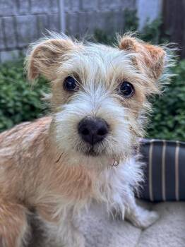 Terrier Dogs Available for Adoption in Fresno, California - BABY TIZZY  | PetCurious
