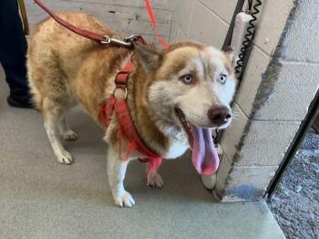 SCARLET -  Siberian Husky and Mixed Breed Dog for Adoption in San Bernardino, California - SCARLET | PetCurious