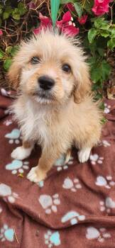 Flint -  Goldendoodle and Shih Poo Dog for Adoption in Torrance, California - Flint | PetCurious