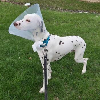 Mixed Breed Dogs Available for Adoption - Diego | PetCurious